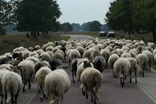 Kudde- op Huenderweg